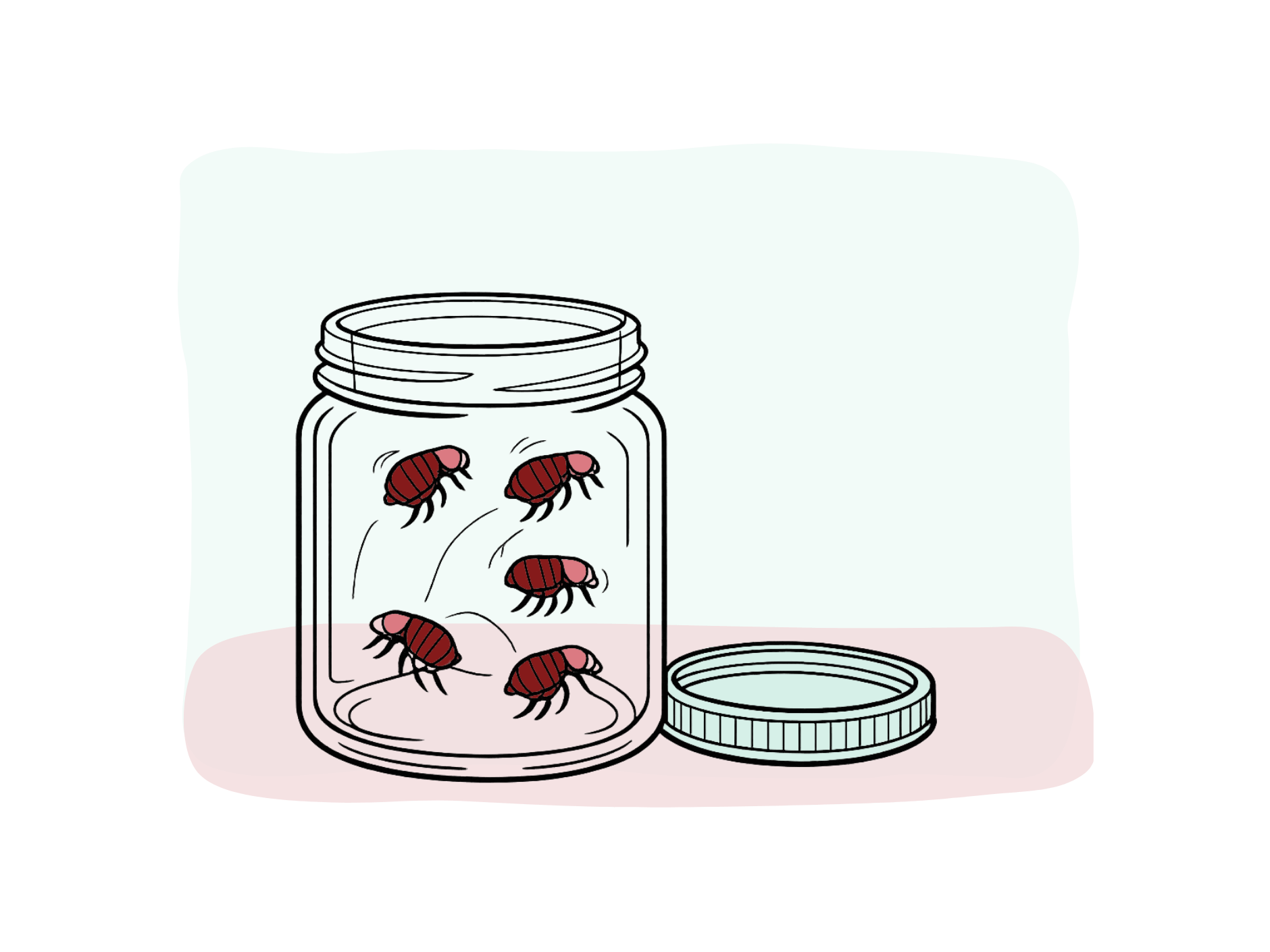 Fleas jumping inside a glass jar but not outside the jar. The lid is gone and lies beside the open glass jar.